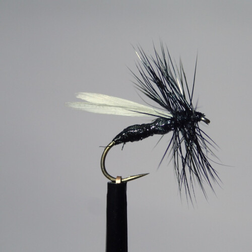 Black Ant Winged #16