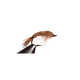 A.P.s Hares Ear Flashback #16