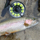 Royal Wulff Triangle Taper Plus Fly Line #4