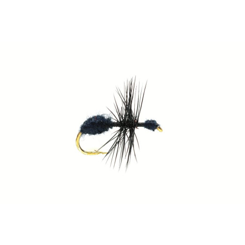 Black Ant