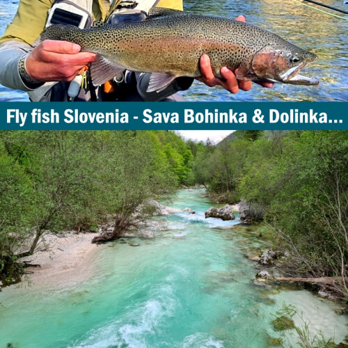 Fliegenfischerreise Slovenien Sava Bohinka & Dolinka