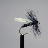 Black Ant Winged
