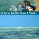 Fly fishing journey Belize
